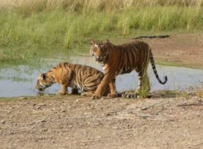Wildlife - Nature Rajasthan Tour - 5 Days