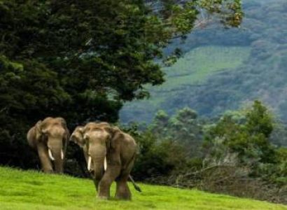 Chennai to Kerala Hill Stations 3N/4D Luxury 53-Seater Coach Tour