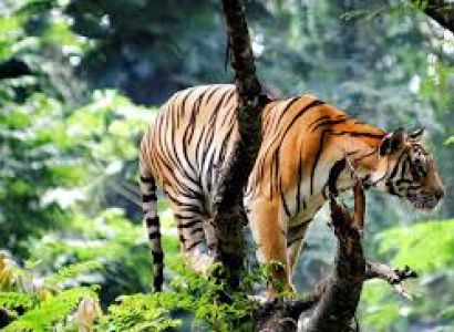 5 Days / 4 Nights Luxury 53-Seater Bus Tour Route: Theni → Megamalai* → Thekkady → Munnar →