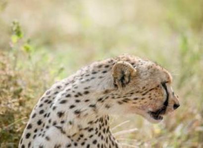 7D Tarangire - Serengeti - Ngorongoro Crater And Lake Manyara Mid-Range Lodge Tour