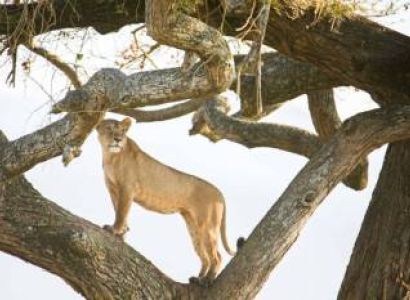 14 Days Romantic Getaway Serengeti Honeymoon Safari Tour