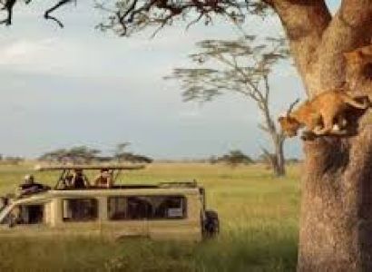 5-Day Luxury Tanzania Safari - Drive In - Fly Out