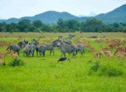 15-Day Tanzania Grand Safari Tour