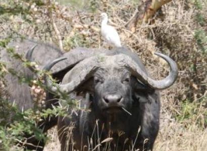 1 Day Trip Ngorongoro Crater