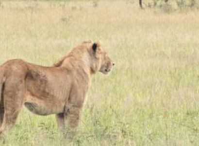 3 Days Tanzania Safari Package