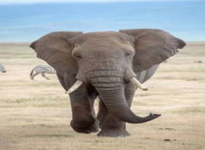 Chobe Day Trip