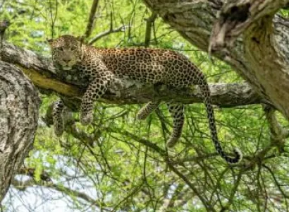 8 Days Tanzania Safari Tour