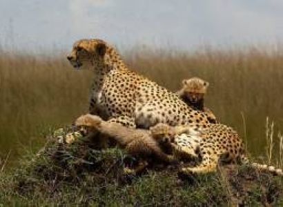 5 Days Masai Mara - Naivasha - Nakuru Tour