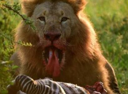 7-Day Kenya Safari, Amboseli, Naivasha, Nakuru, Masai Mara