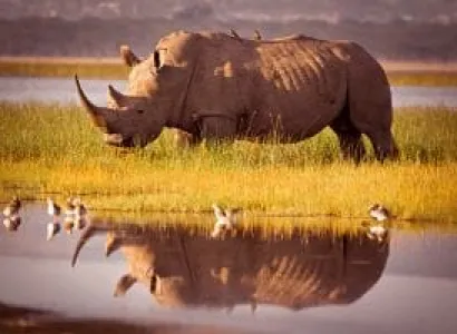 2 Days 1 Night Kenya Safari In Lake Nakuru National Park Tour