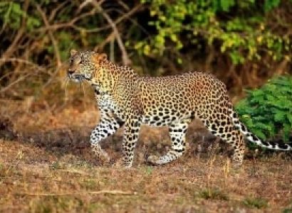 3 Days Tsavo West National Park Tour