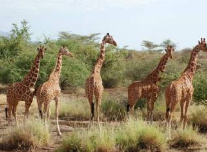 5 Days Samburu And Ol Pejeta Kenya Safari Tour