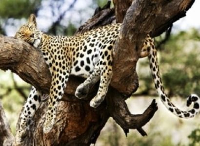 6 Days Ol Pejeta - Lake Nakuru - Masai Mara Luxury Safari Tour