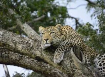 7 Days Samburu - Ol Pejeta - Nakuru - Mara Adventure Tour