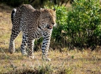 Masai Mara Holiday Deal Tour