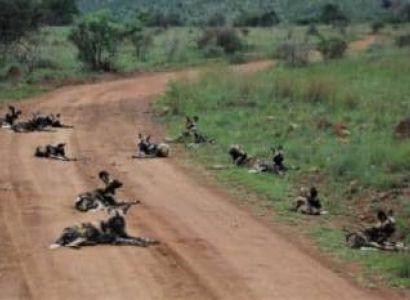 8D Fly In Safari Ruaha National Park - Nyerere National Park - Mafia Island Tour