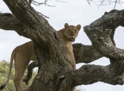 Arusha Budget Tour Package - 10 Days