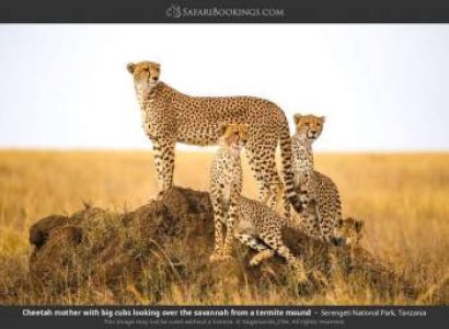 3-Day Best of Serengeti & Ngorongoro Crater Safari