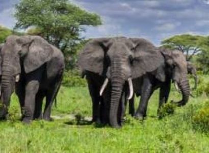 2-Day Best of Tarangire & Ngorongoro Safari