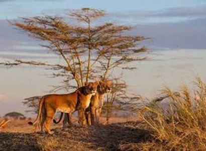 2-Day Fly in & Fly out Serengeti Safari from Zanzibar