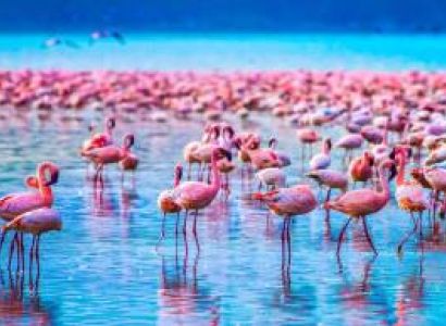 5-Day The Best of Northern Tanzania Safari Experience
