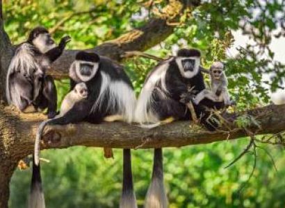 1-Day Trip Excursion to Arusha National Park from Arusha