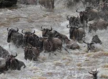 6-Day Best Fly in Migration Safari & Mara River Crossing