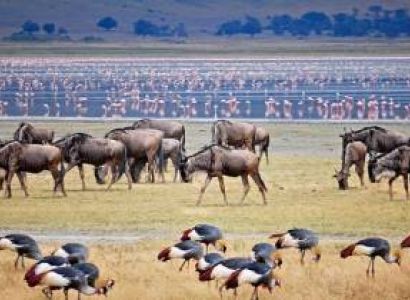 4-Day Best of Tanzania Wildlife Safari & Scenic Tour