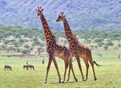 13 Days Where the Big Five Meet the Hadzabe, Kilimanjaro & Zanzibar