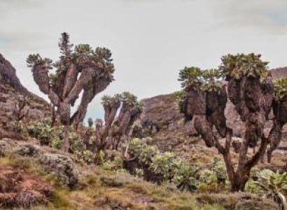 7 Days Kilimanjaro Climb - Londorosi Route Tour