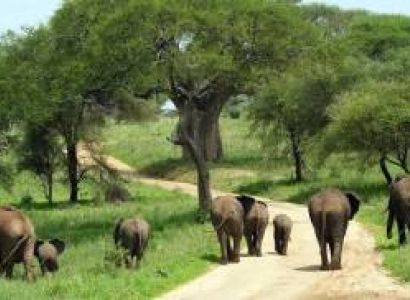 10-Day safari Through the Finest Tanzania Wildlife Sanctuaries