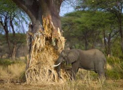 7-Day Big Five Safari: Tarangire, Serengeti And Ngorongoro