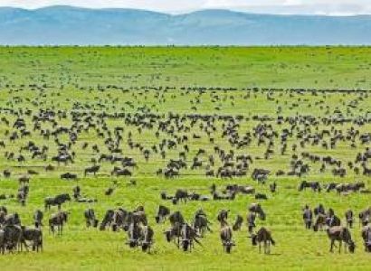 5Days Safari. Experience three iconic Parks In Tanzania