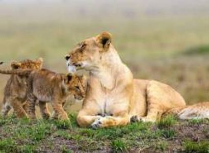 04 Days - Serengeti Flying Safari Tour