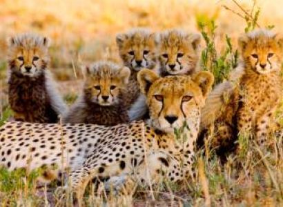 2 Nights 3 Days Safari Package