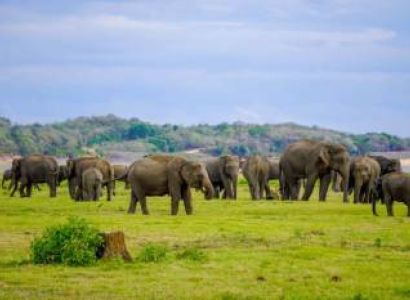 Sri Lanka: 4-Day Minneriya, Polonnaruwa, and Pasikuda Tour