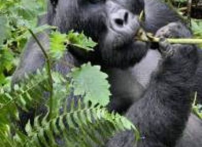 3 Days Bwindi Gorilla Tour