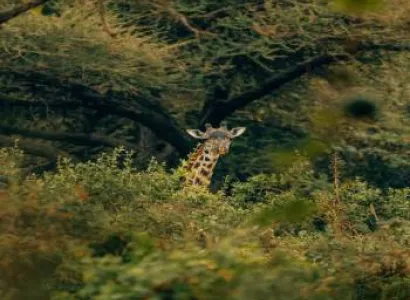 Manyara And Ngorongoro Camping Safari 3 Days - 2 Nights Tour