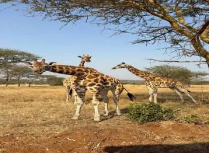 Tarangire - Ngorongoro Crater And Serengeti Safari 5 Days - 4 Nights Tour