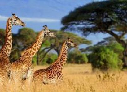 4 - Days Fly in Luxury Safari