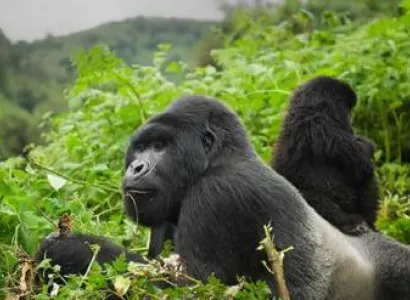 5 Days Rwanda Gorillas And Nyungwe Forest Tour