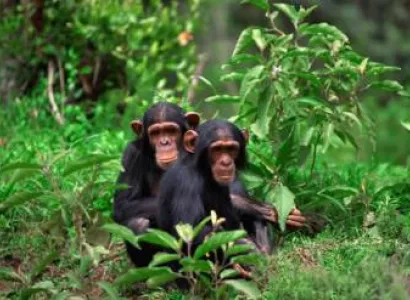 6 Days Nyungwe Forest And Lake Kivu Tour