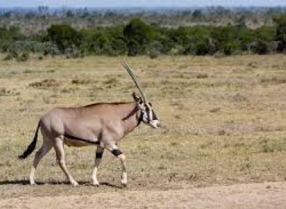 2 Days Safari Tsavo West And East Tour