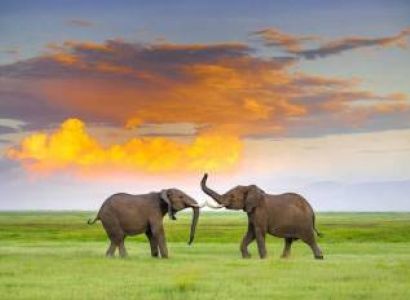 6 Days Safari Lake Manyara - Serengeti - Ngorongoro - Tarangire National Park From Arusha