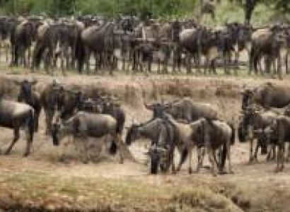 7 Days - 6 Nights Tanzania Safari Tour