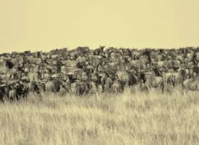 13 Days - 12 Nights Safari And Beach Relaxation Tour