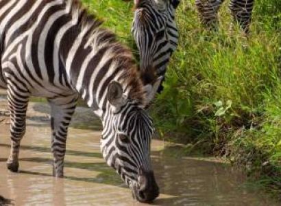 Arusha National Park Day Trip From Arusha