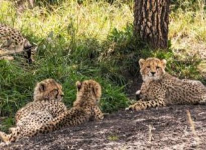 Tarangire Day Trip From Arusha
