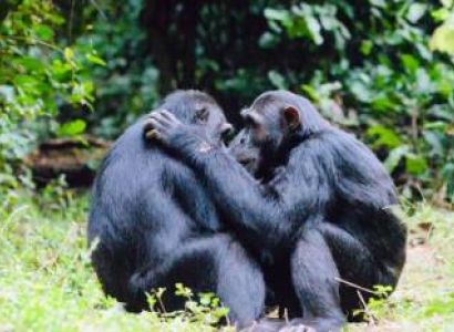 2 Days Safari To Amboseli Tour