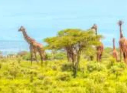 06 Nights - 07 Days Kenya Safari Package - Budget